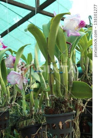 Cattleya orchid flower plant on hanging pot in nursery 138101277