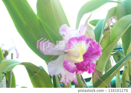 Cattleya orchid flower plant on hanging pot in nursery Cattleya orchid flower plant on hanging pot in nursery 138101278