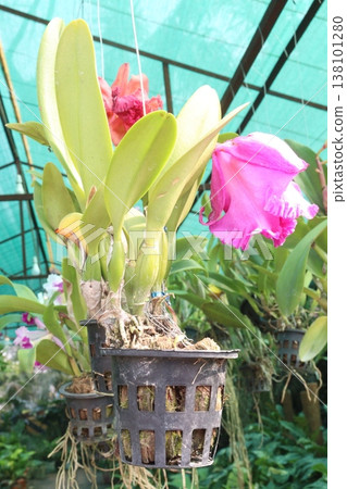 Cattleya orchid flower plant on hanging pot in nursery 138101280