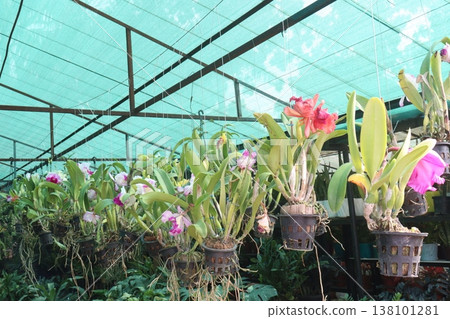 Cattleya orchid flower plant on hanging pot in nursery Cattleya orchid flower plant on hanging pot in nursery 138101281