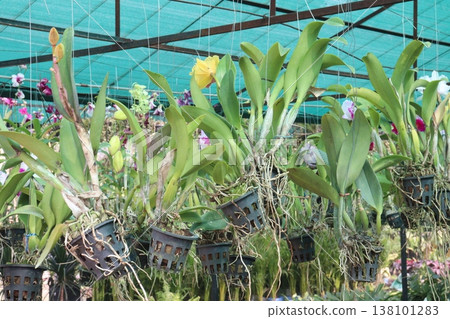 Cattleya orchid flower plant on hanging pot in nursery Cattleya orchid flower plant on hanging pot in nursery 138101283