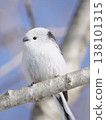 Long-tailed Tit 138101315