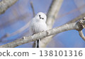 Long-tailed tit that bends its neck 138101316