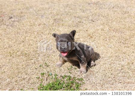 French bulldog 138101396