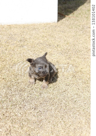 French bulldog French bulldog 138101402
