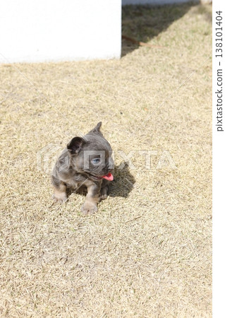 法國鬥牛犬 138101404