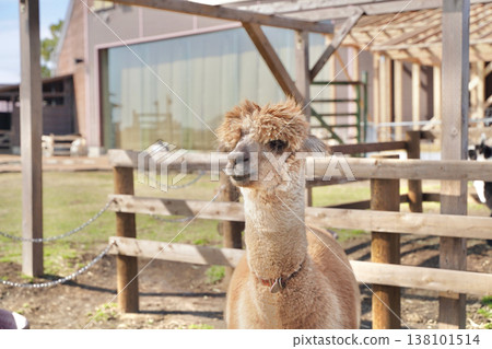 Alpacas in a pasture under a blue sky, being fed. Alpacas in a pasture under a blue sky, being fed. 138101514