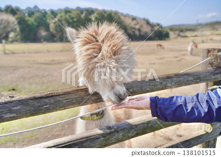 Alpacas in a pasture under a blue sky, being fed. Alpacas in a pasture under a blue sky, being fed. 138101515