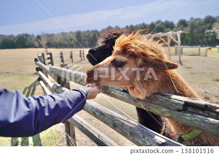 Alpacas in a pasture under a blue sky, being fed. Alpacas in a pasture under a blue sky, being fed. 138101516