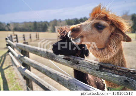 Alpacas in a pasture under a blue sky, being fed. Alpacas in a pasture under a blue sky, being fed. 138101517