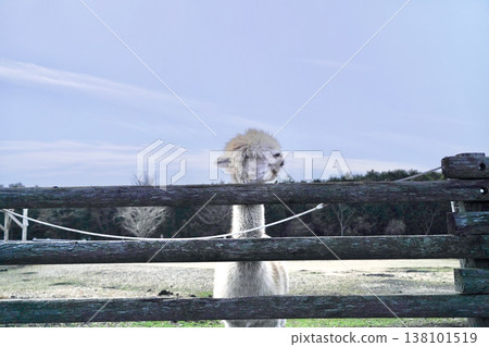 Alpacas in a pasture under a blue sky, being fed. Alpacas in a pasture under a blue sky, being fed. 138101519