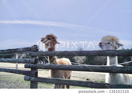 Alpacas in a pasture under a blue sky, being fed. Alpacas in a pasture under a blue sky, being fed. 138101520