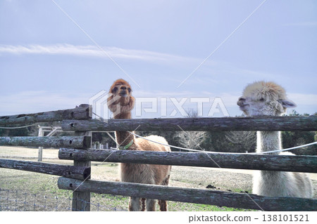 Alpacas in a pasture under a blue sky, being fed. Alpacas in a pasture under a blue sky, being fed. 138101521