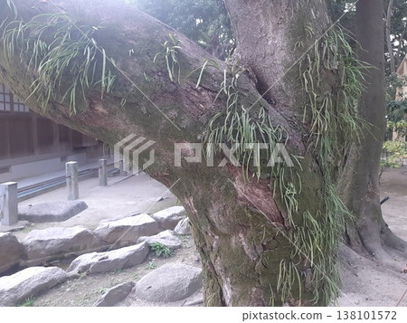 Trees, plants that grow on trees Trees, plants that grow on trees 138101572
