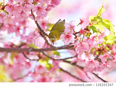 Kawazu cherry tree and mezzo Kawazu cherry tree and mezzo 138101587