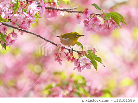 Kawazu cherry tree and mezzo Kawazu cherry tree and mezzo 138101599