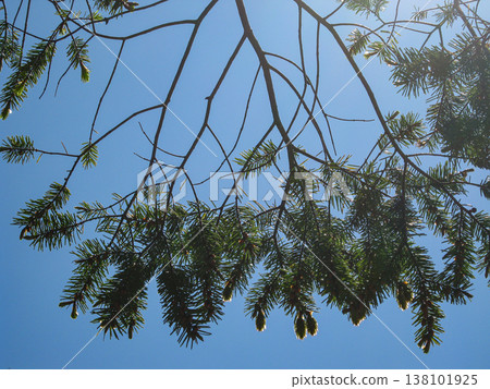 Douglas Fir Branch And Foliage In Blue Sky Douglas Fir Branch And Foliage In Blue Sky 138101925