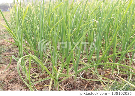 garlic on farm for harvest are cash crops garlic on farm for harvest are cash crops 138102025