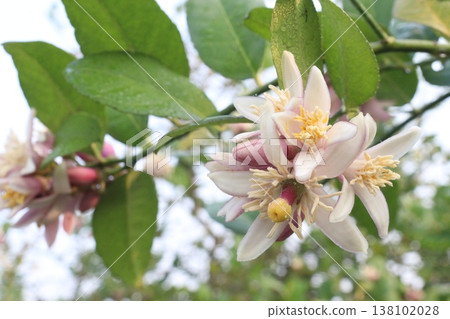Lemon with flower on tree in farm Lemon with flower on tree in farm 138102028