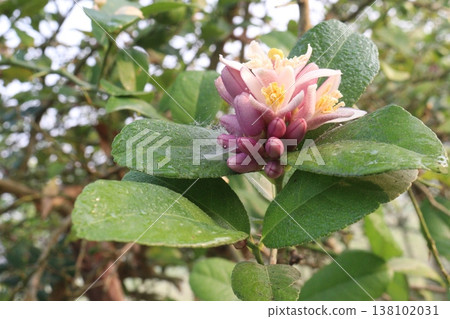 Lemon with flower on tree in farm Lemon with flower on tree in farm 138102031