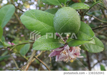 Lemon with flower on tree in farm Lemon with flower on tree in farm 138102041