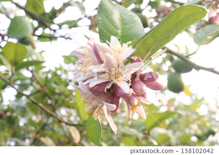 Lemon with flower on tree in farm Lemon with flower on tree in farm 138102042