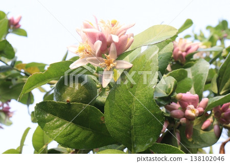 Lemon with flower on tree in farm Lemon with flower on tree in farm 138102046