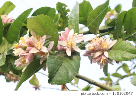 Lemon with flower on tree in farm Lemon with flower on tree in farm 138102047