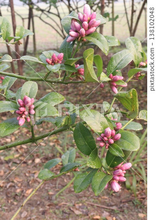 Lemon with flower on tree in farm 138102048
