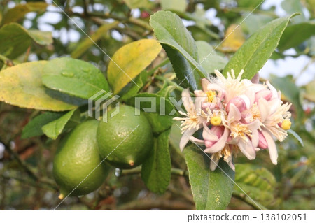 Lemon with flower on tree in farm Lemon with flower on tree in farm 138102051