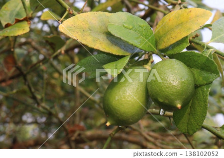 Lemon with flower on tree in farm Lemon with flower on tree in farm 138102052