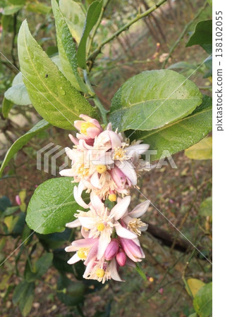 Lemon with flower on tree in farm Lemon with flower on tree in farm 138102055