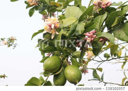 Lemon with flower on tree in farm Lemon with flower on tree in farm 138102057