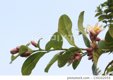 Lemon with flower on tree in farm Lemon with flower on tree in farm 138102058