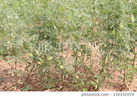 lentils plant on farm for harvest 138102059