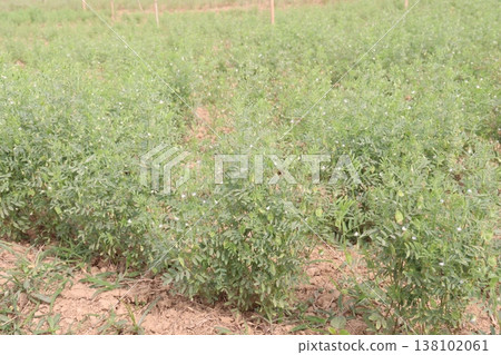 lentils plant on farm for harvest 138102061