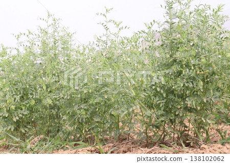 lentils plant on farm for harvest 138102062