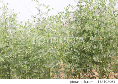 lentils plant on farm for harvest lentils plant on farm for harvest 138102063