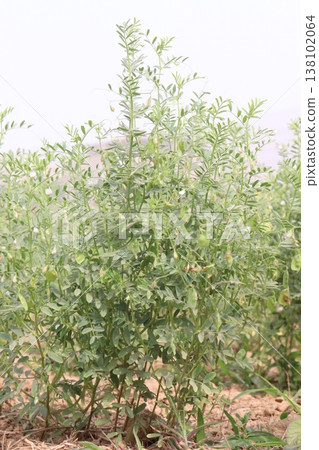 lentils plant on farm for harvest 138102064