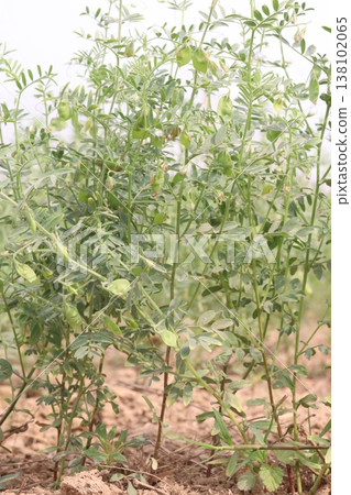 lentils plant on farm for harvest 138102065