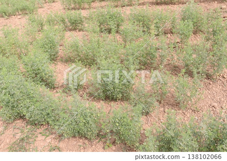 lentils plant on farm for harvest 138102066