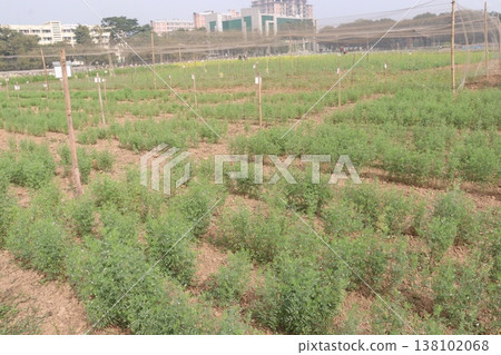 lentils plant on farm for harvest 138102068