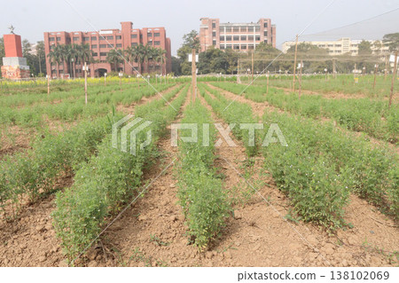 lentils plant on farm for harvest 138102069