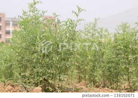lentils plant on farm for harvest lentils plant on farm for harvest 138102071