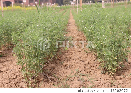 lentils plant on farm for harvest 138102072