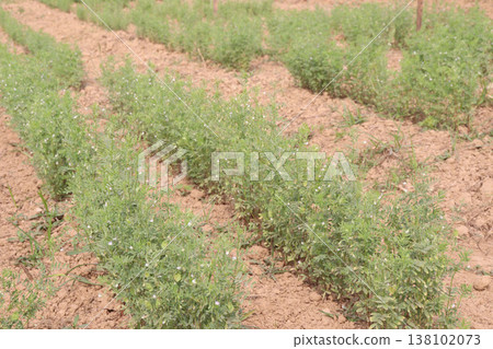 lentils plant on farm for harvest 138102073