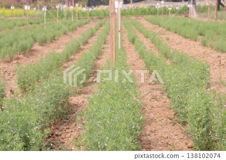 lentils plant on farm for harvest 138102074