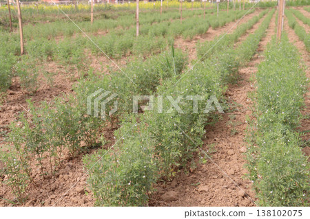 lentils plant on farm for harvest 138102075