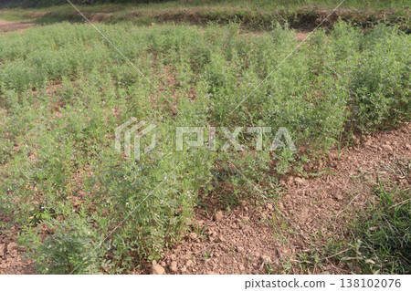 lentils plant on farm for harvest 138102076