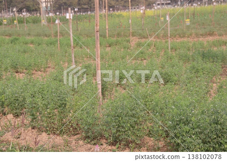 lentils plant on farm for harvest 138102078